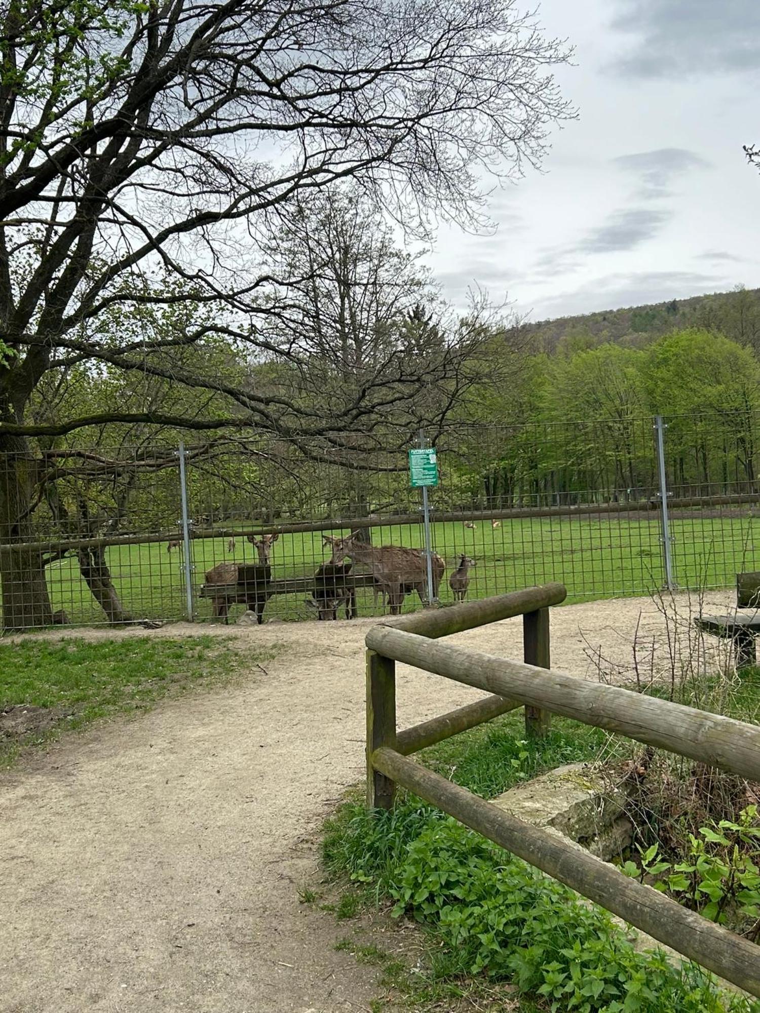 Appartement Kleine Auszeit Am Wildgehege à Bad Harzburg Extérieur photo